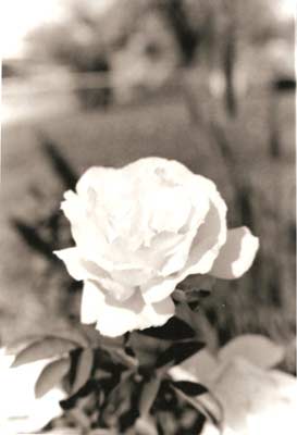 White_rose.jpg